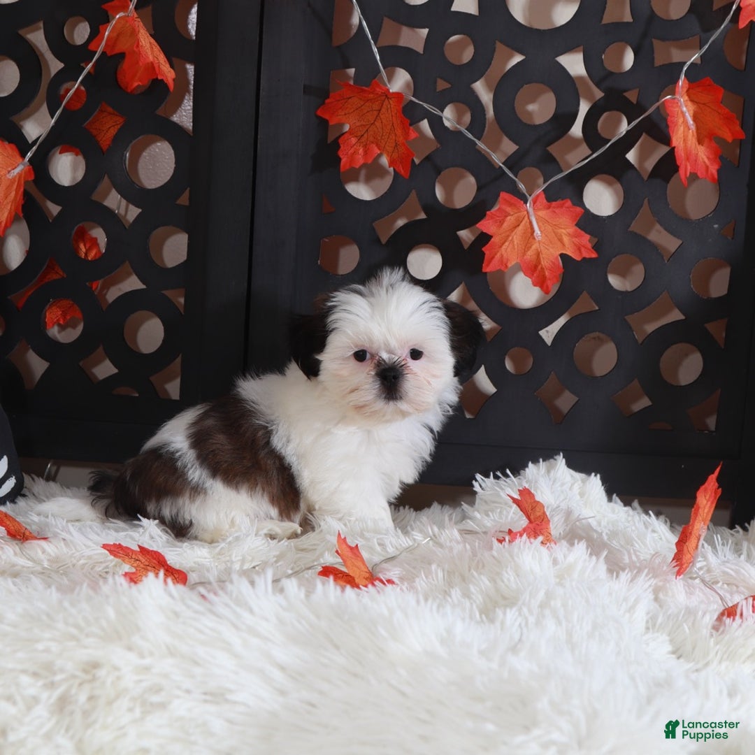 Shih Tzu dogs for sale: Peaches - Ad 4
