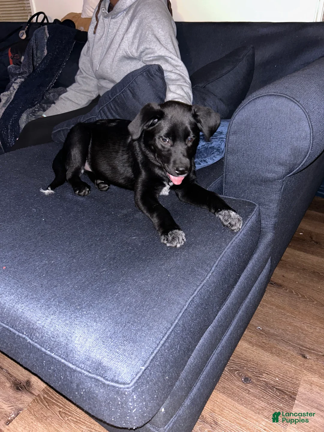 Gallery Image {{count}}