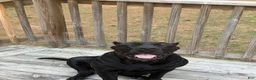 Presa Canario dogs for sale: Presa Canario 1 - Ad 15