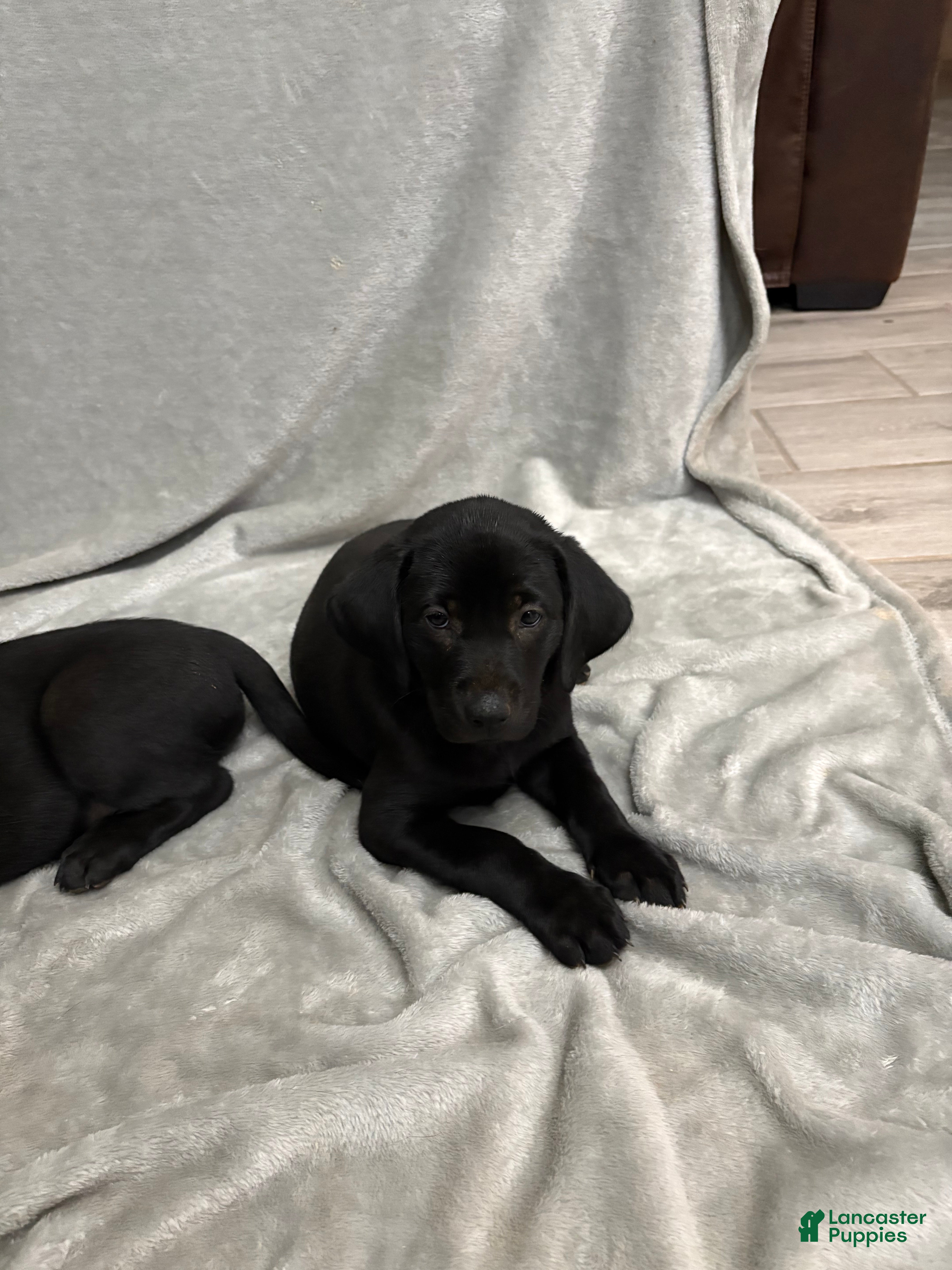 Labrador Retriever dogs Labrador Retriever Puppy 7 - Ad 11