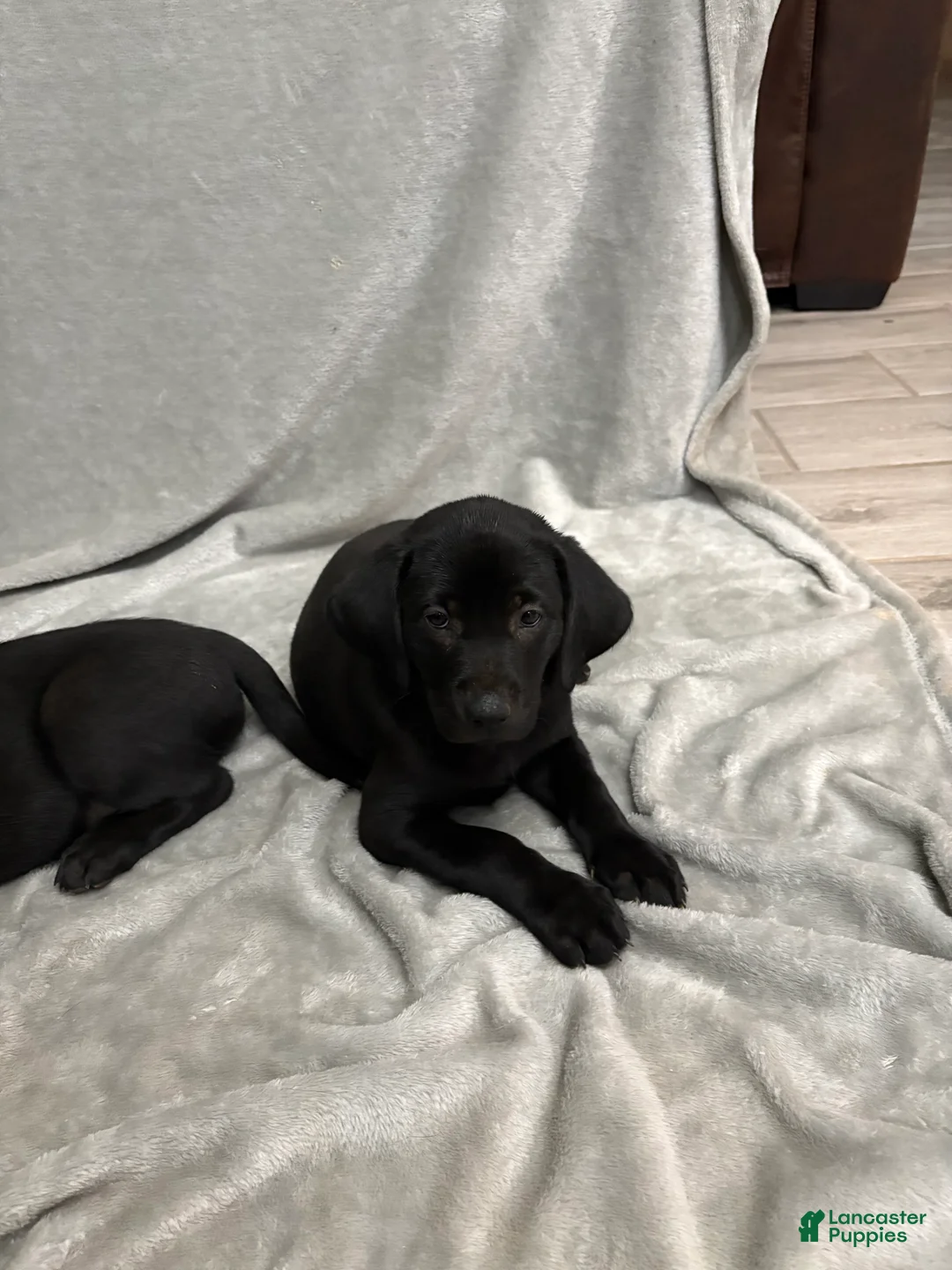 Labrador Retriever dogs for sale: Labrador Retriever Puppy 7 - Ad 1