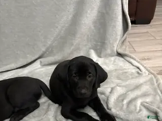 Labrador Retriever dogs Labrador Retriever Puppy 7 - Ad 11