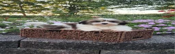 Mixed Breed dogs for sale: Ember - Ad 3