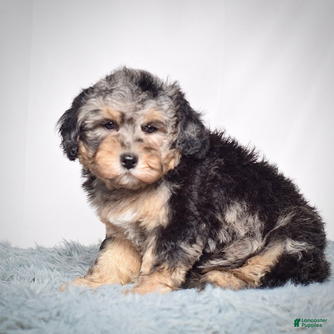 Mini Goldendoodle dogs for sale: Ms. Una - Ad 3