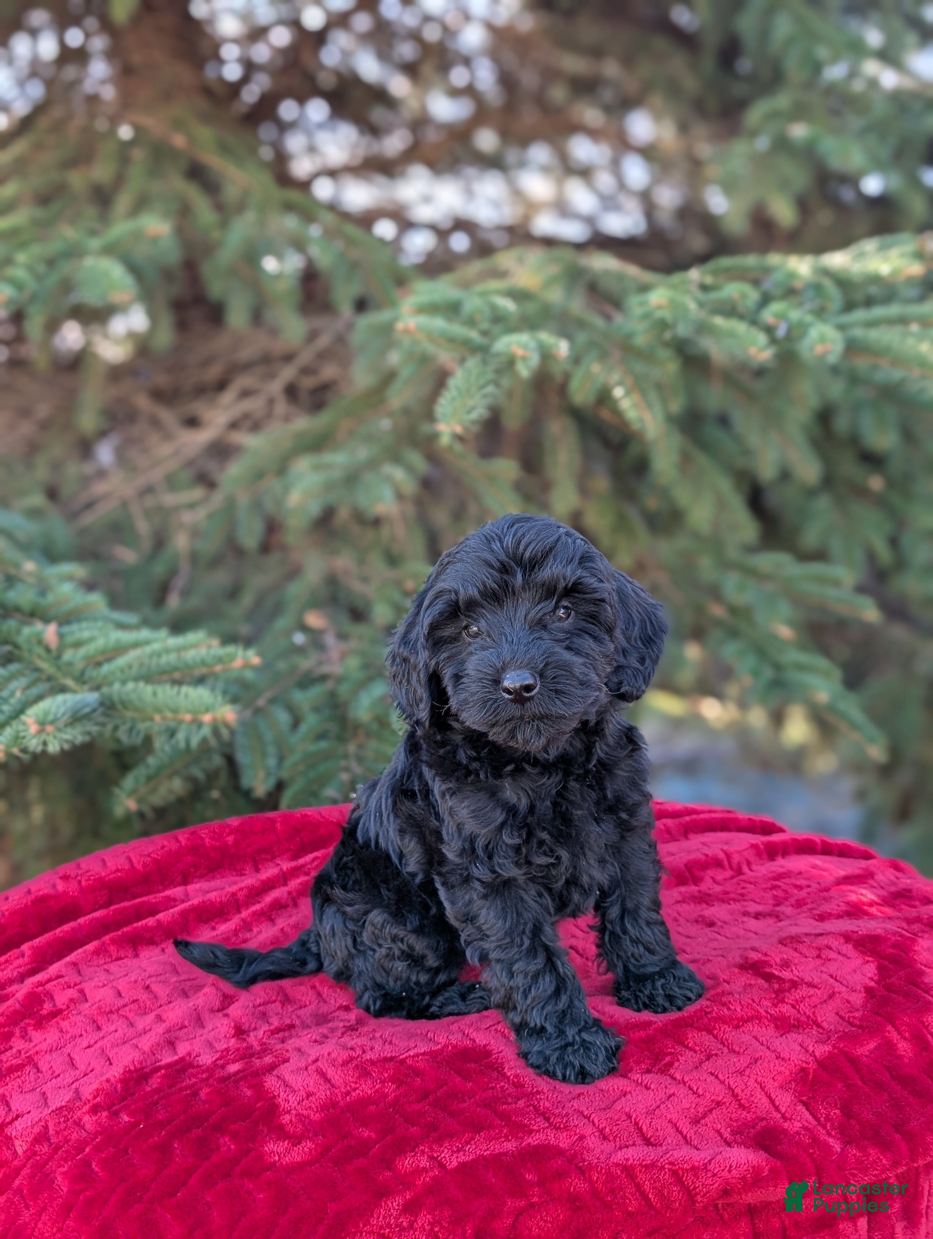 Shihpoo dogs Westley  - Ad 22