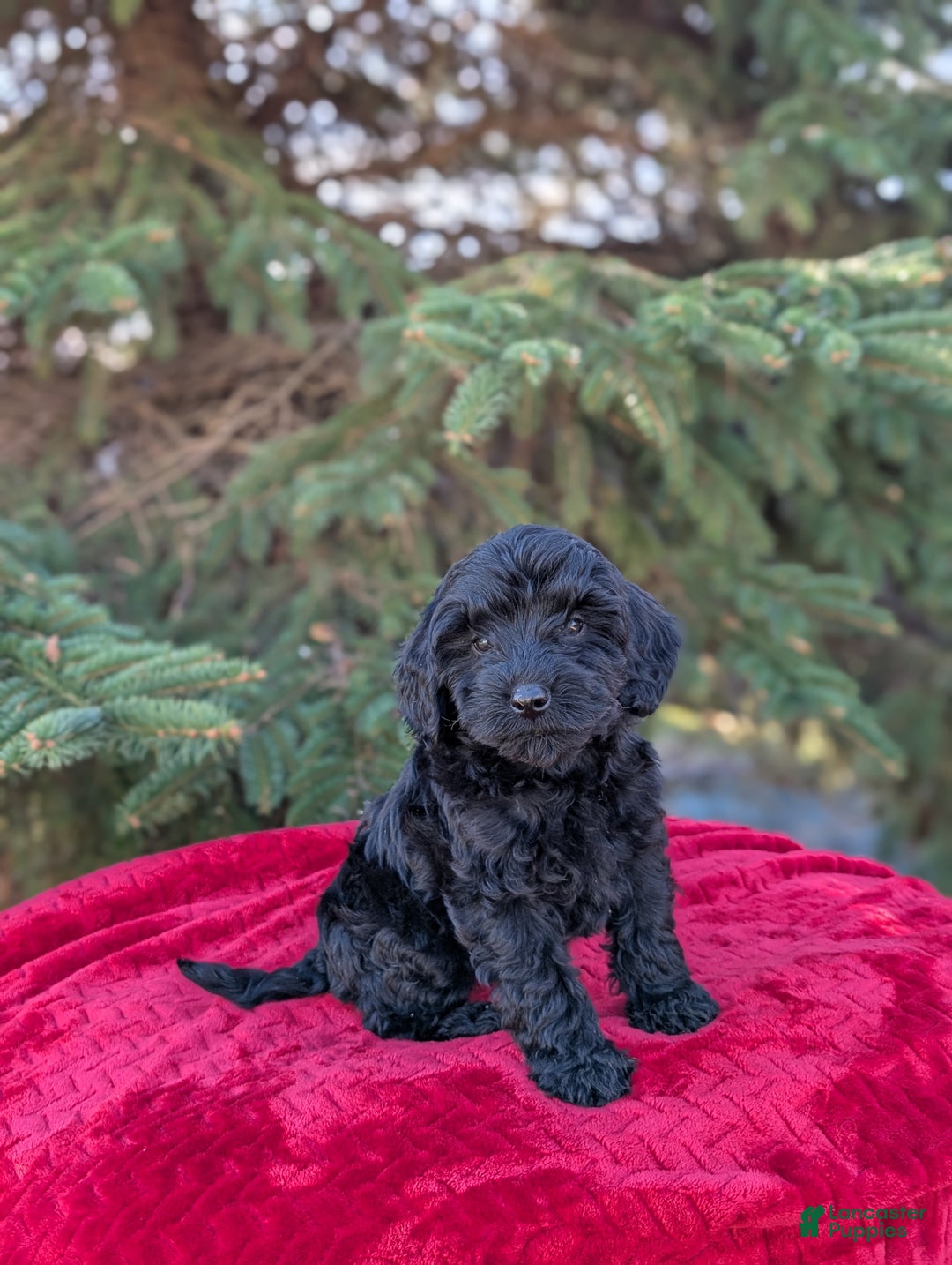 Shihpoo dogs for sale: Westley  - Ad 1