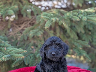 Shihpoo dogs Westley - Ad 12