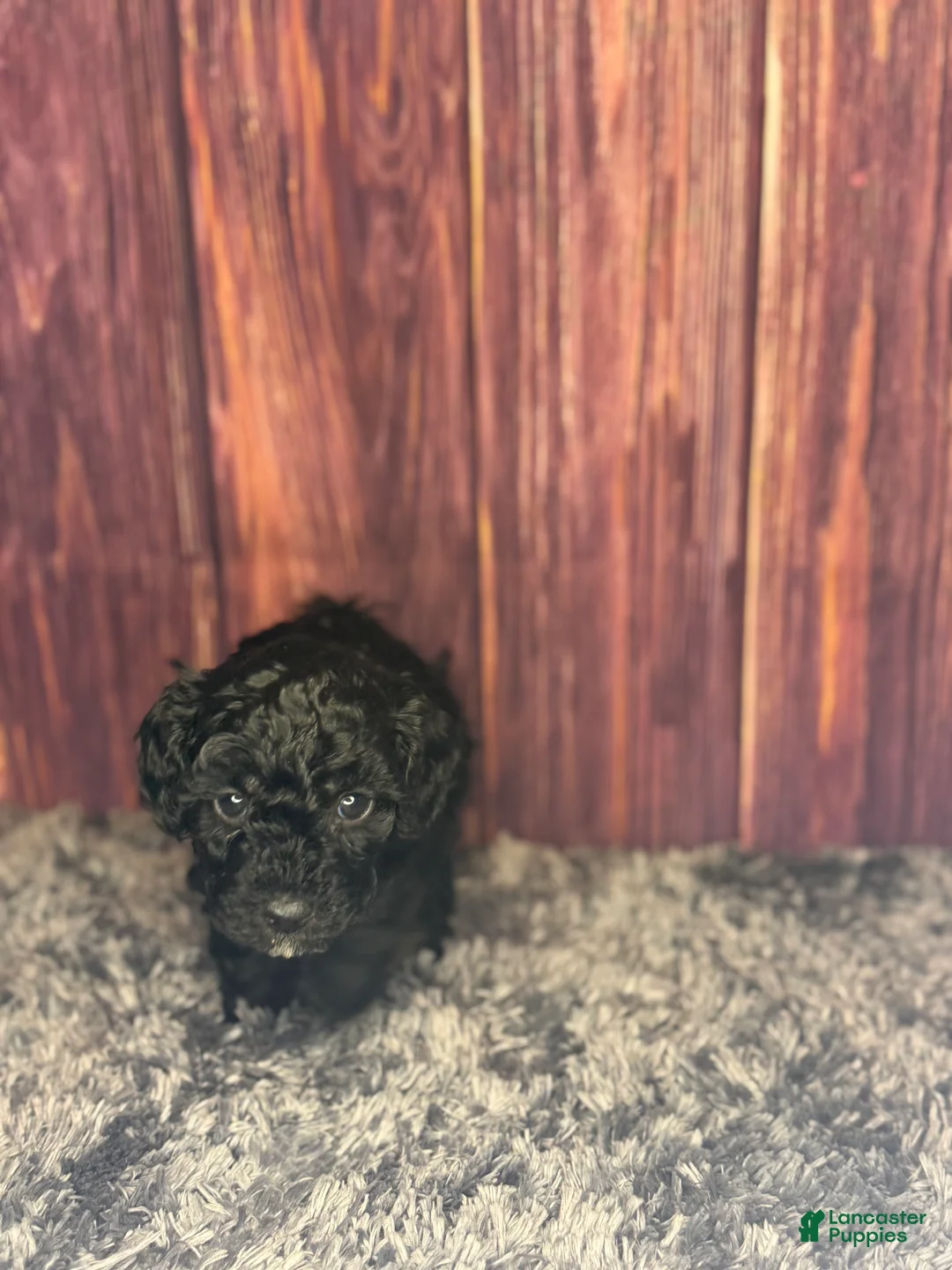 Miniature Poodle dogs for sale: Connie - Ad 2
