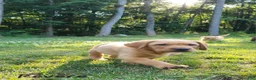 Labrador Retriever dogs for sale: Revere - Ad 3