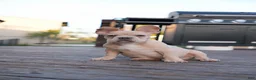 French Bulldog dogs for sale: Soy - Ad 3