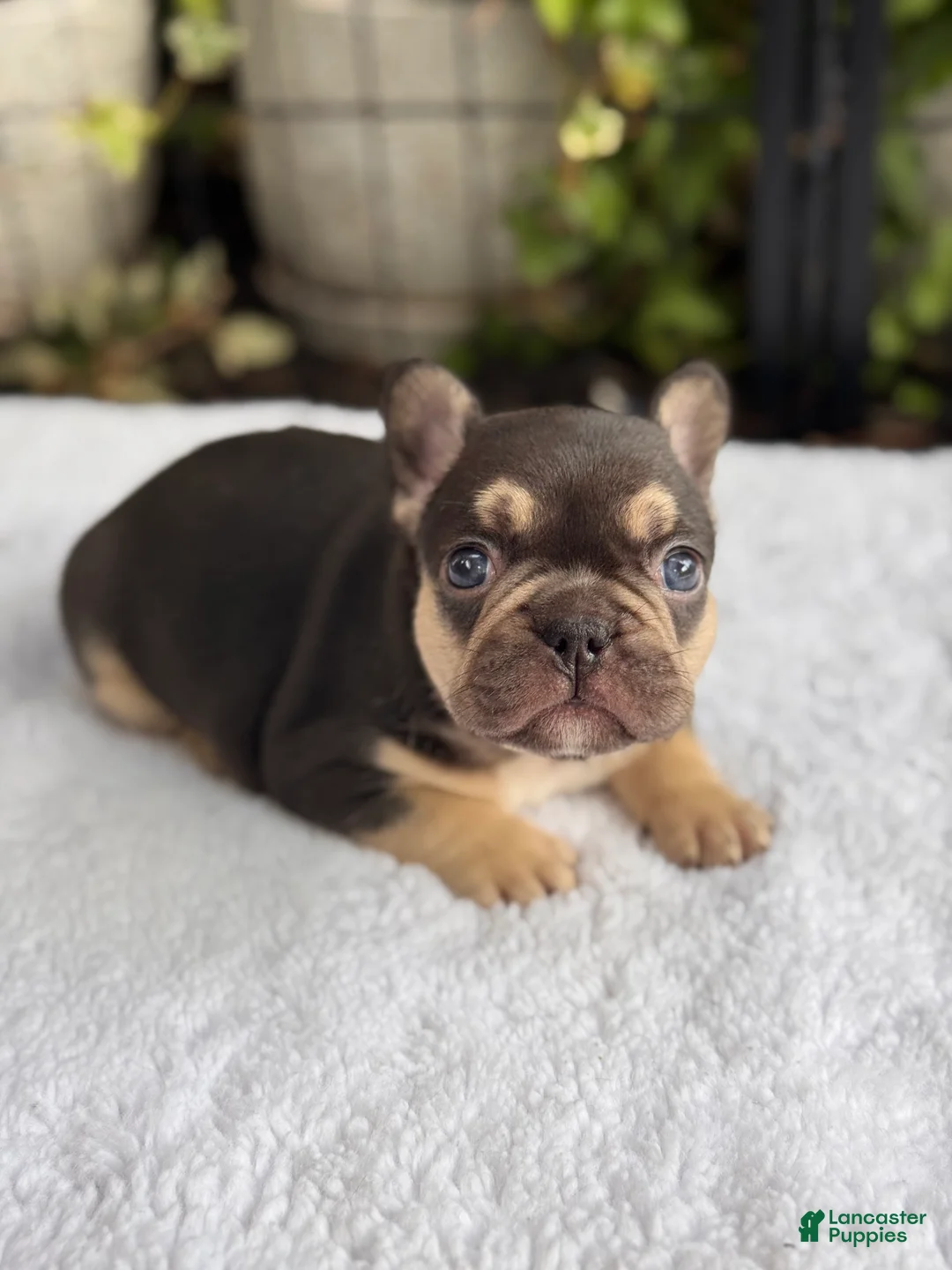French Bulldog dogs for sale: Magnolia - Ad 2