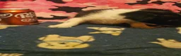 Chihuahua dogs for sale: Butter - Ad 9