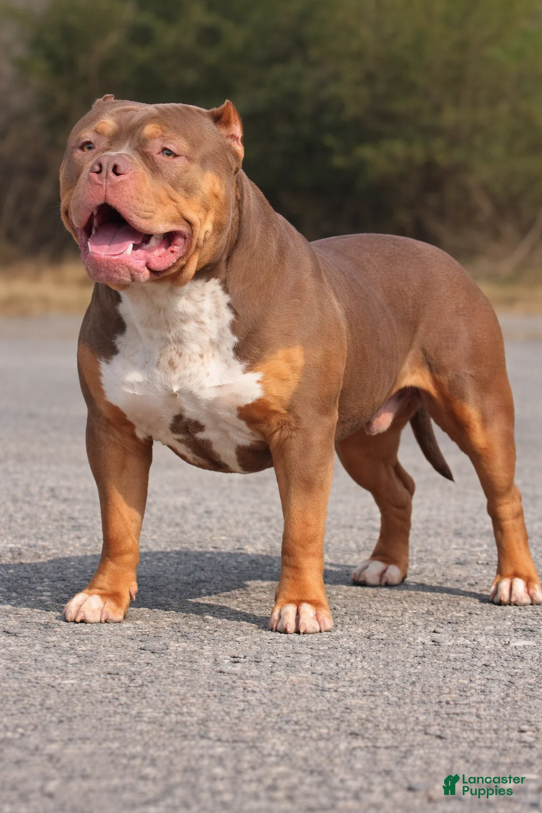 American Bully dogs for sale: American Bully Puppy 1 - Ad 11