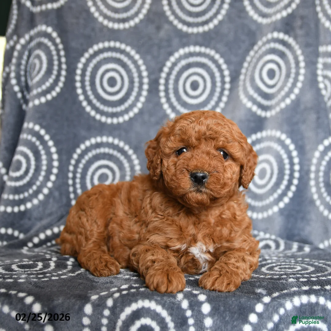 Mini Goldendoodle dogs for sale: Beverly - Ad 3
