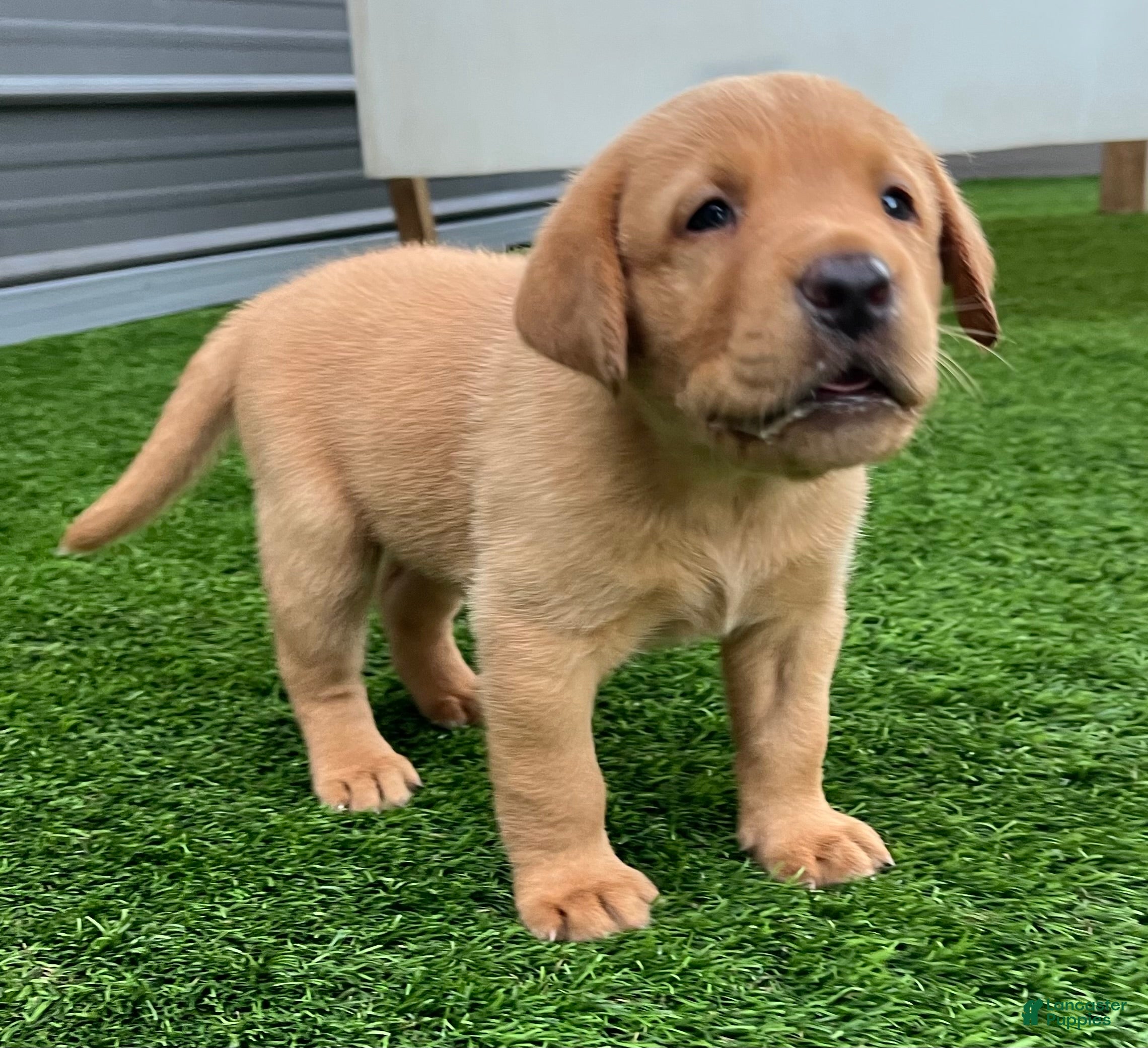 Labrador Retriever dogs for sale: Brioche Yell Male - Ad 1