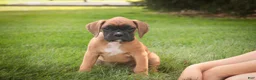 Boxer dogs for sale: RIley - Ad 4