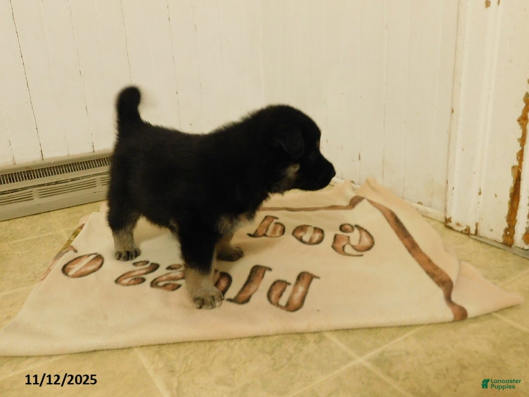 German Shepherd dogs for sale: Hershey - Ad 3