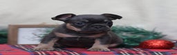 French Bulldog dogs for sale: Ashley  - Ad 3