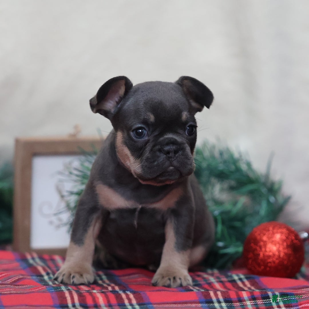 French Bulldog dogs for sale: Ashley  - Ad 3