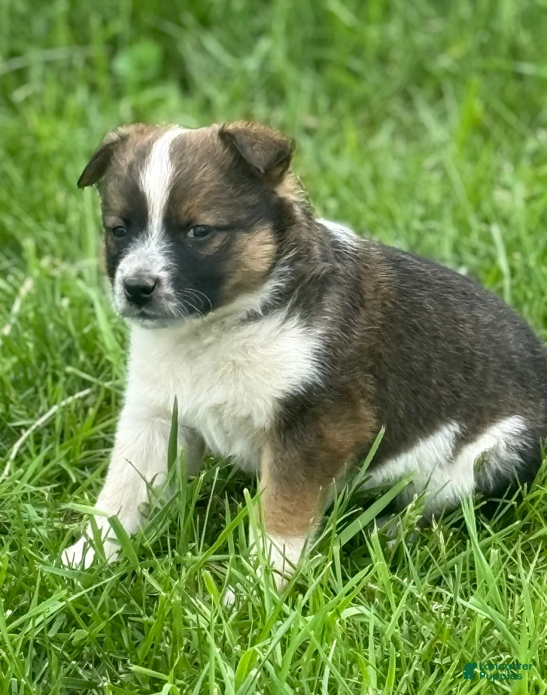 Mixed Breed dogs for sale: Mixed Breed Puppy 1 - Ad 1