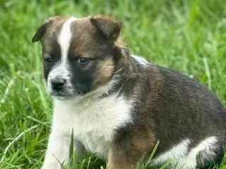 Mixed Breed dogs for sale: Mixed Breed Puppy 1 - Ad 3