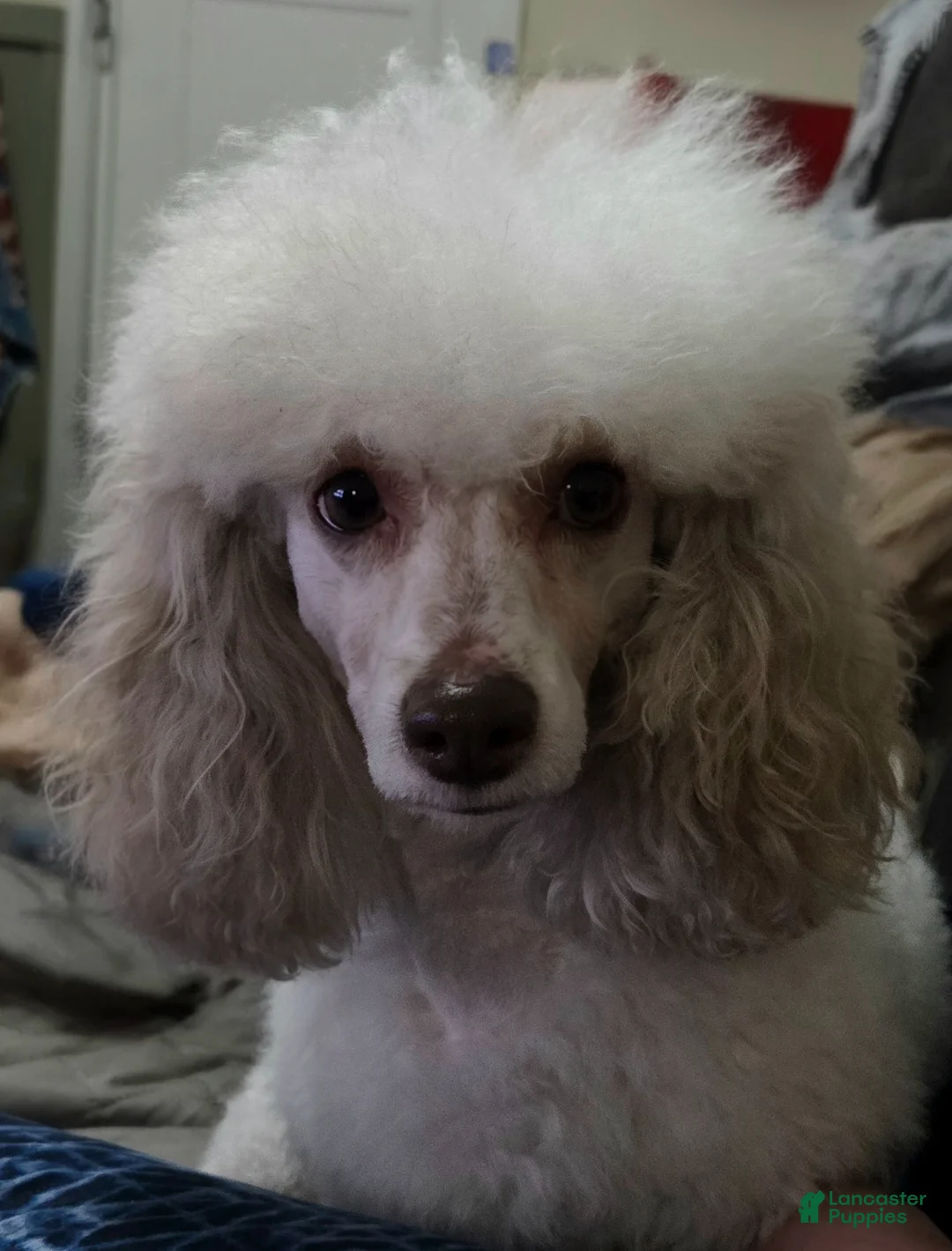 Miniature Poodle dogs for sale: Belle - AKC Mini Poodle - Ad 9