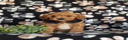 Cavapoo dogs for sale: Murphy - Ad 1