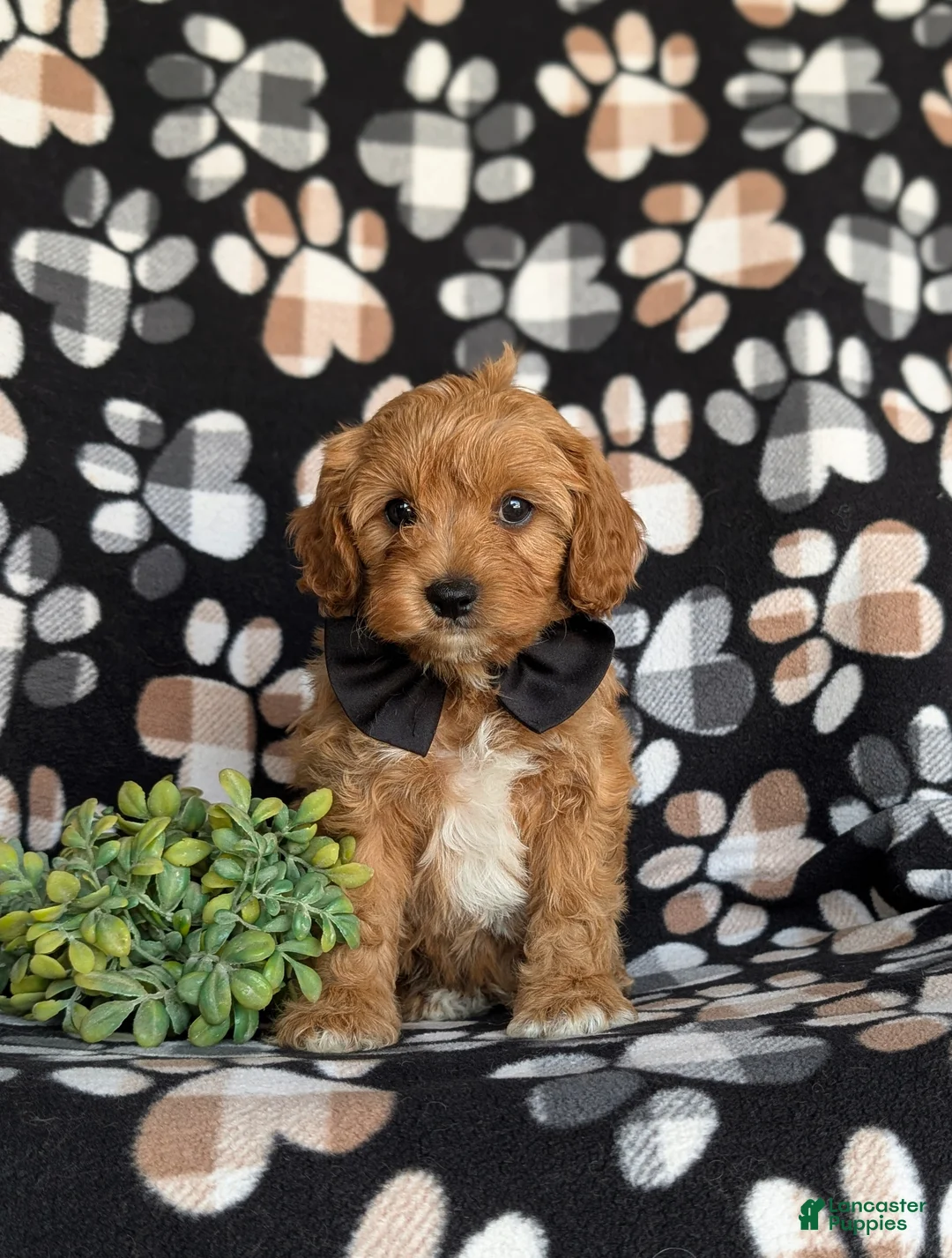 Cavapoo dogs for sale: Murphy - Ad 1