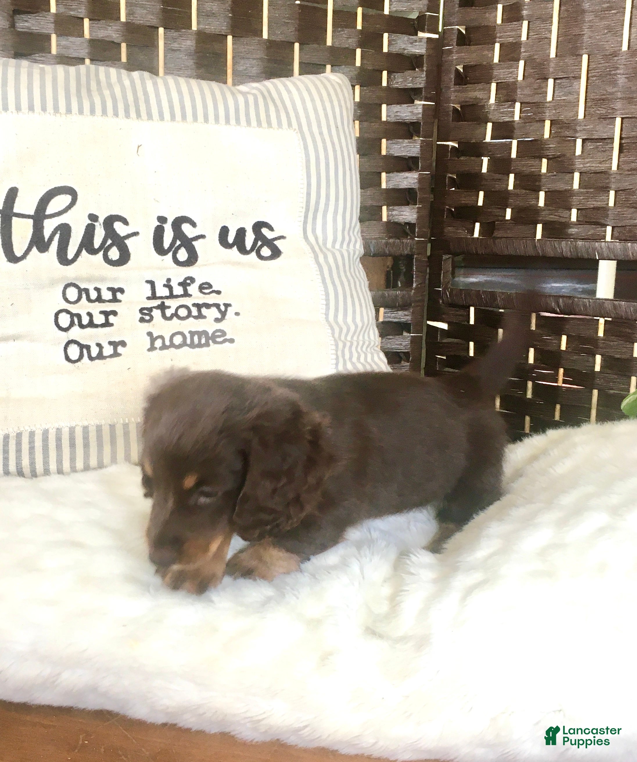Dachshund dogs Coco❤️Chocolate Long Haired🐾ACA Registered - Ad 1