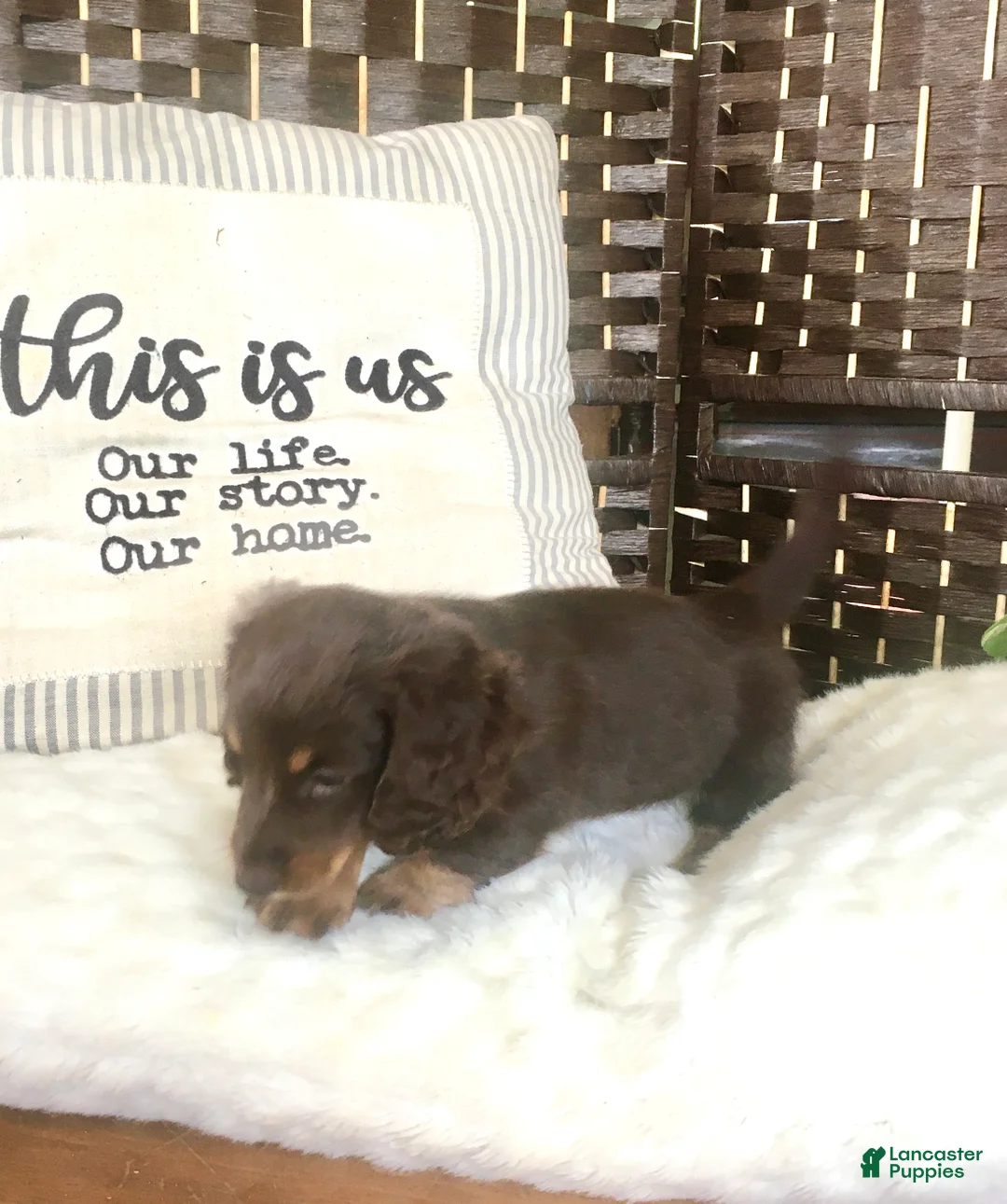 Dachshund dogs for sale: Coco❤️Chocolate Long Haired🐾ACA Registered - Ad 1