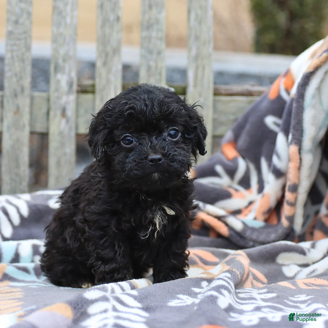 Miniature Poodle dogs for sale: Carrie - Ad 4