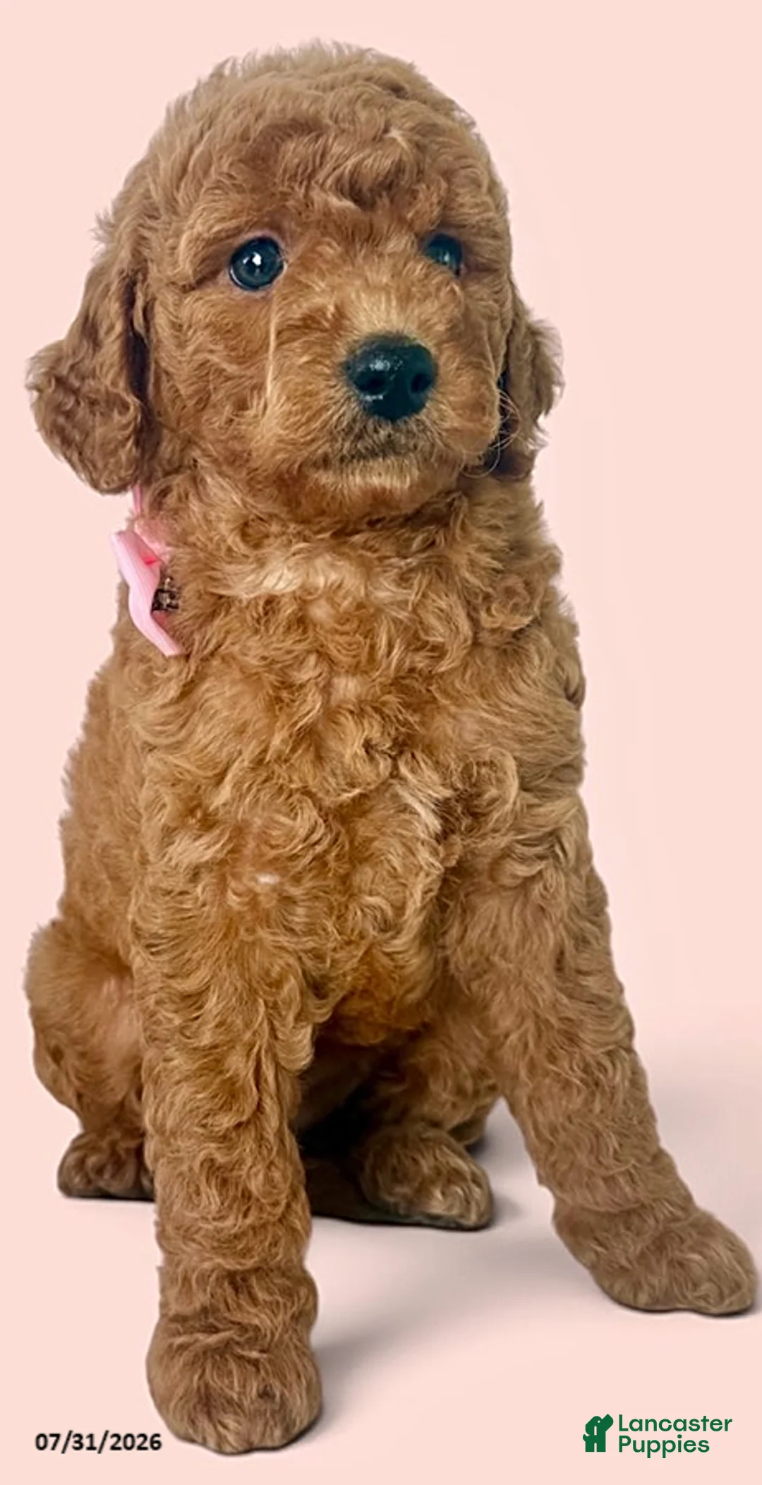 Mini Goldendoodle dogs for sale: Chloe - Ad 1