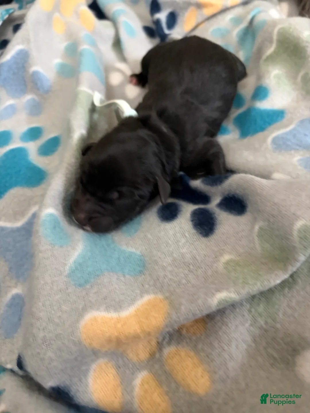 Mixed Breed dogs for sale: Mixed Breed Puppy 7 - Ad 2