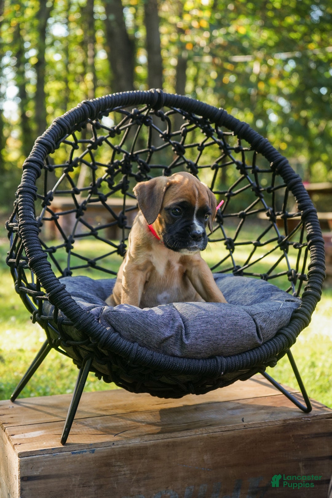 Boxer dogs for sale: Pink Collar – Daisy - Ad 5