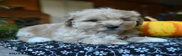 Maltipoo dogs for sale: Peter - Ad 9