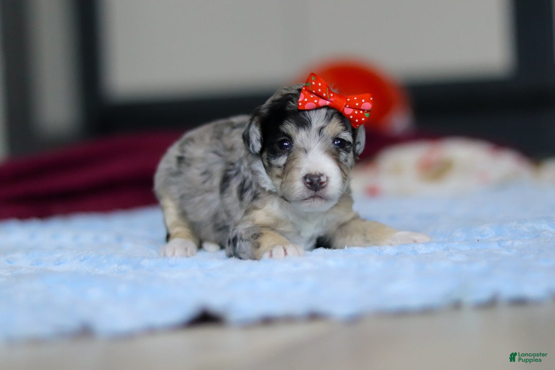 Mini Bernedoodle dogs for sale: Daisy — Female — $2499 - Ad 4