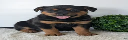 Mixed Breed dogs for sale: Marley - Ad 9
