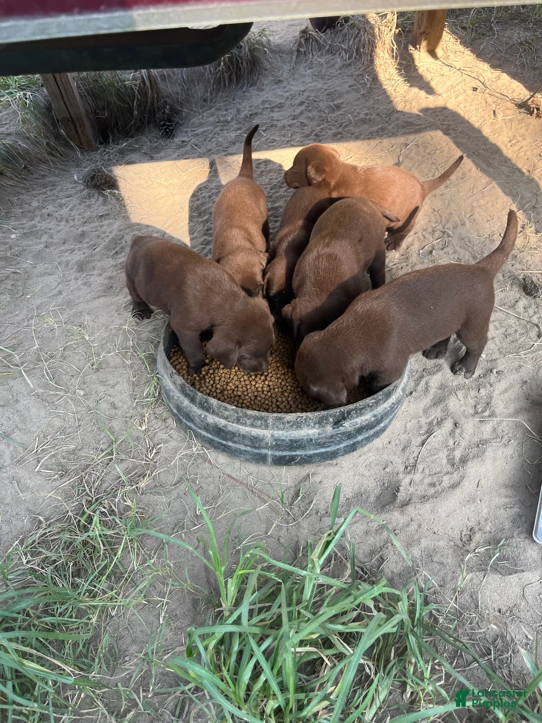 Labrador Retriever dogs for sale: Labrador Retriever 2 - Ad 11