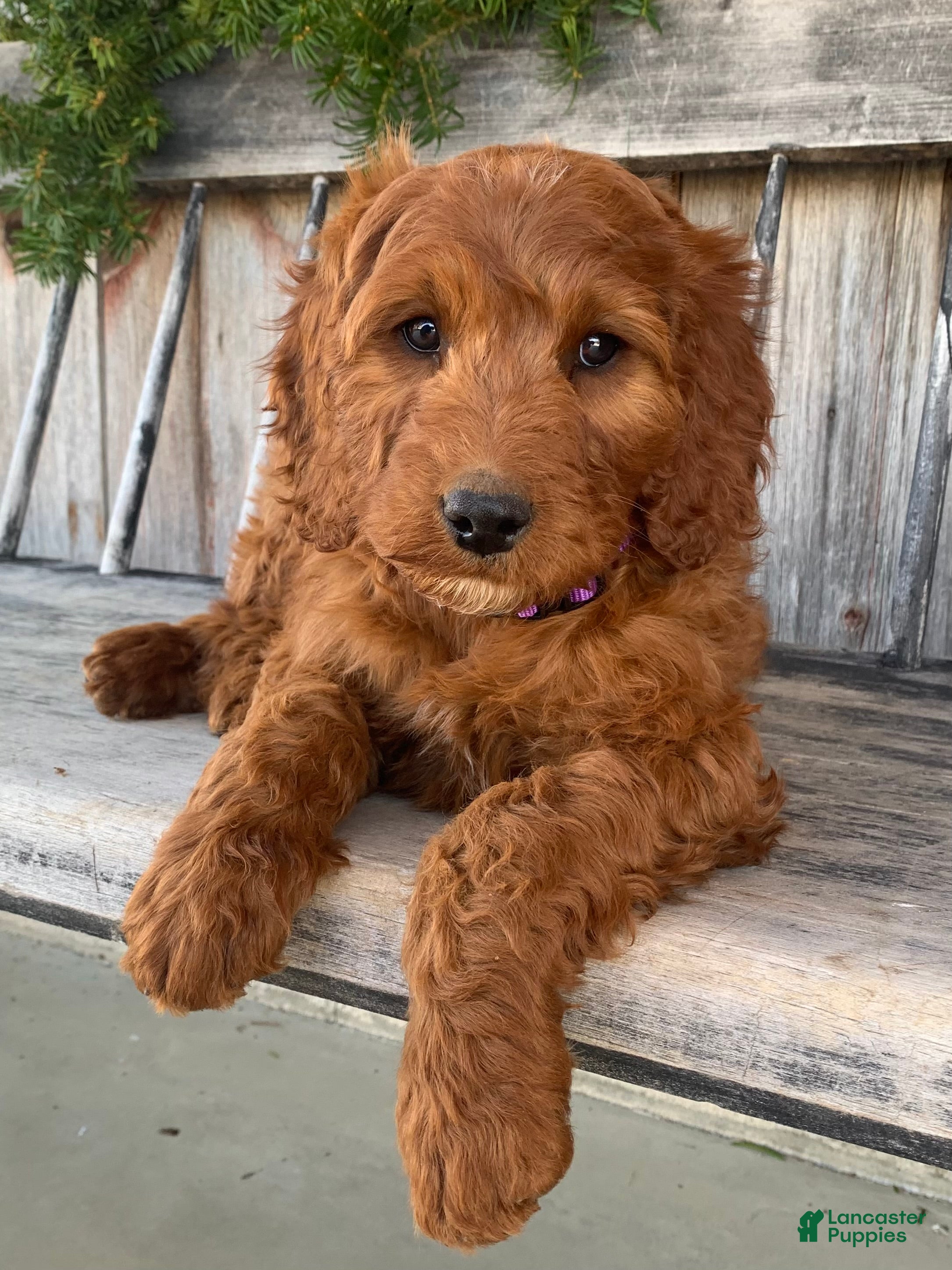 Irish Doodle dogs Lily - Ad 1