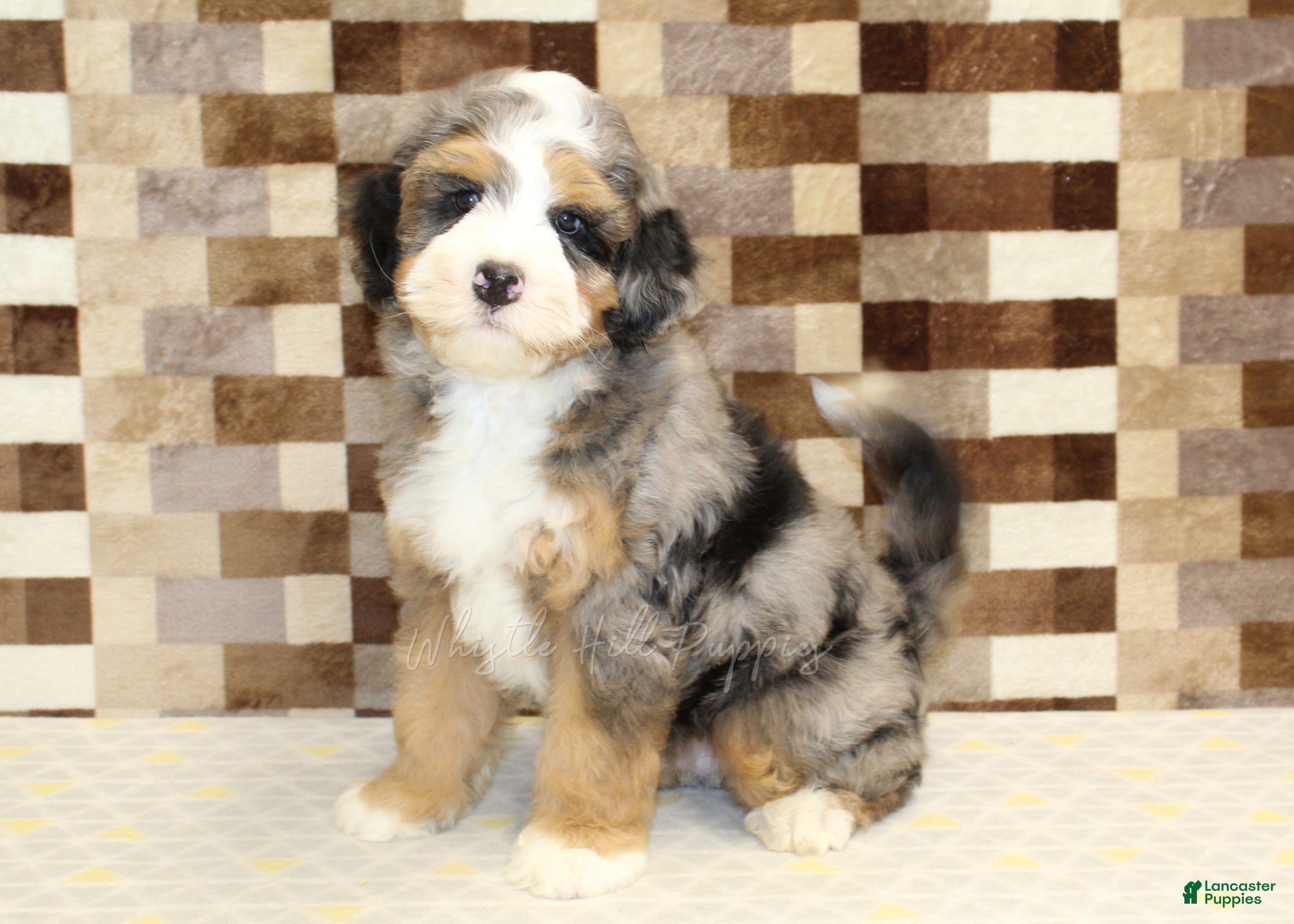 Mini Bernedoodle dogs Charlie - Ad 1