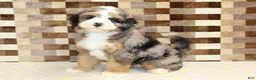 Mini Bernedoodle dogs for sale: Charlie - Ad 1