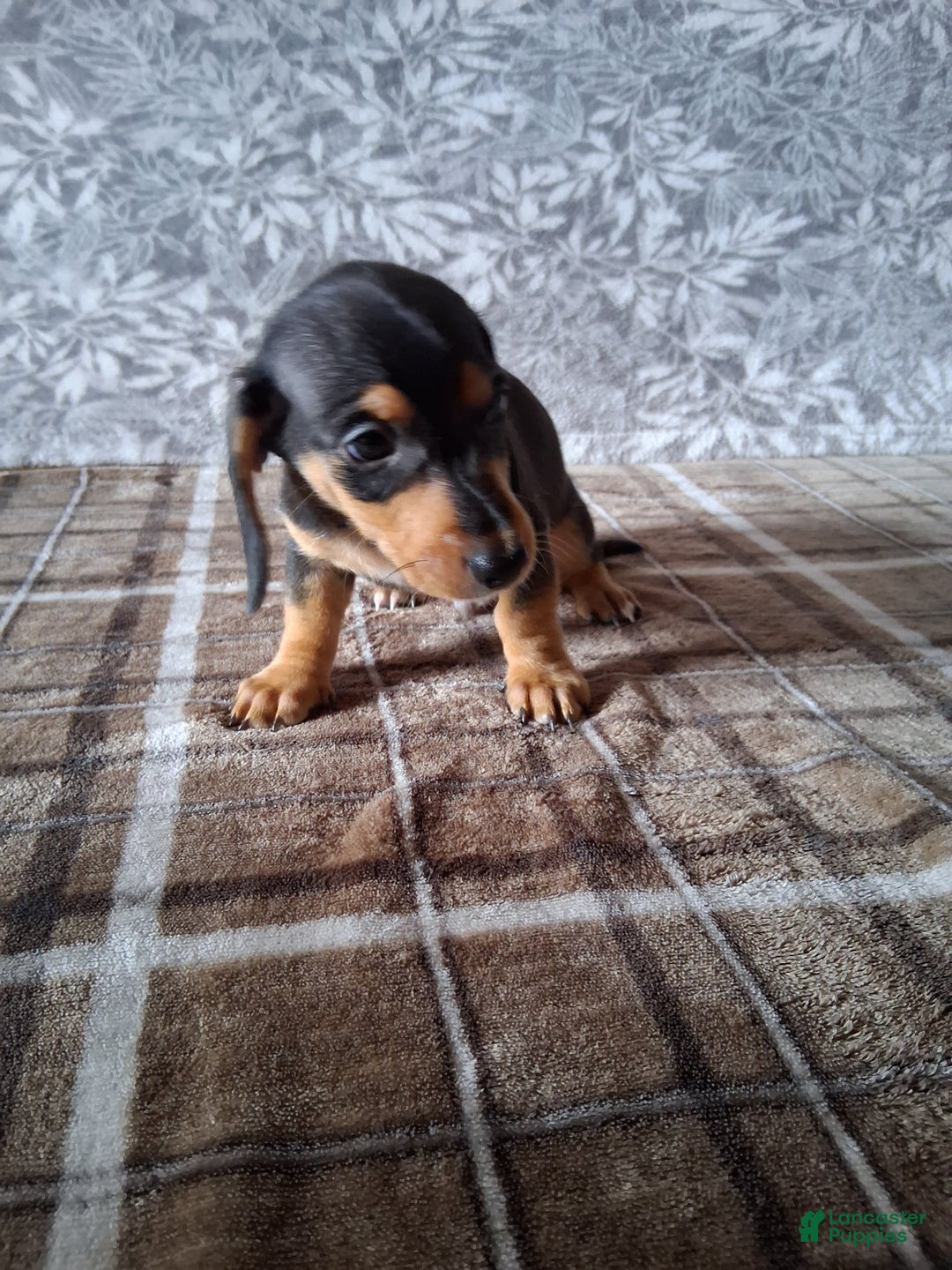 Miniature Dachshund dogs for sale: Grumpy - Ad 3