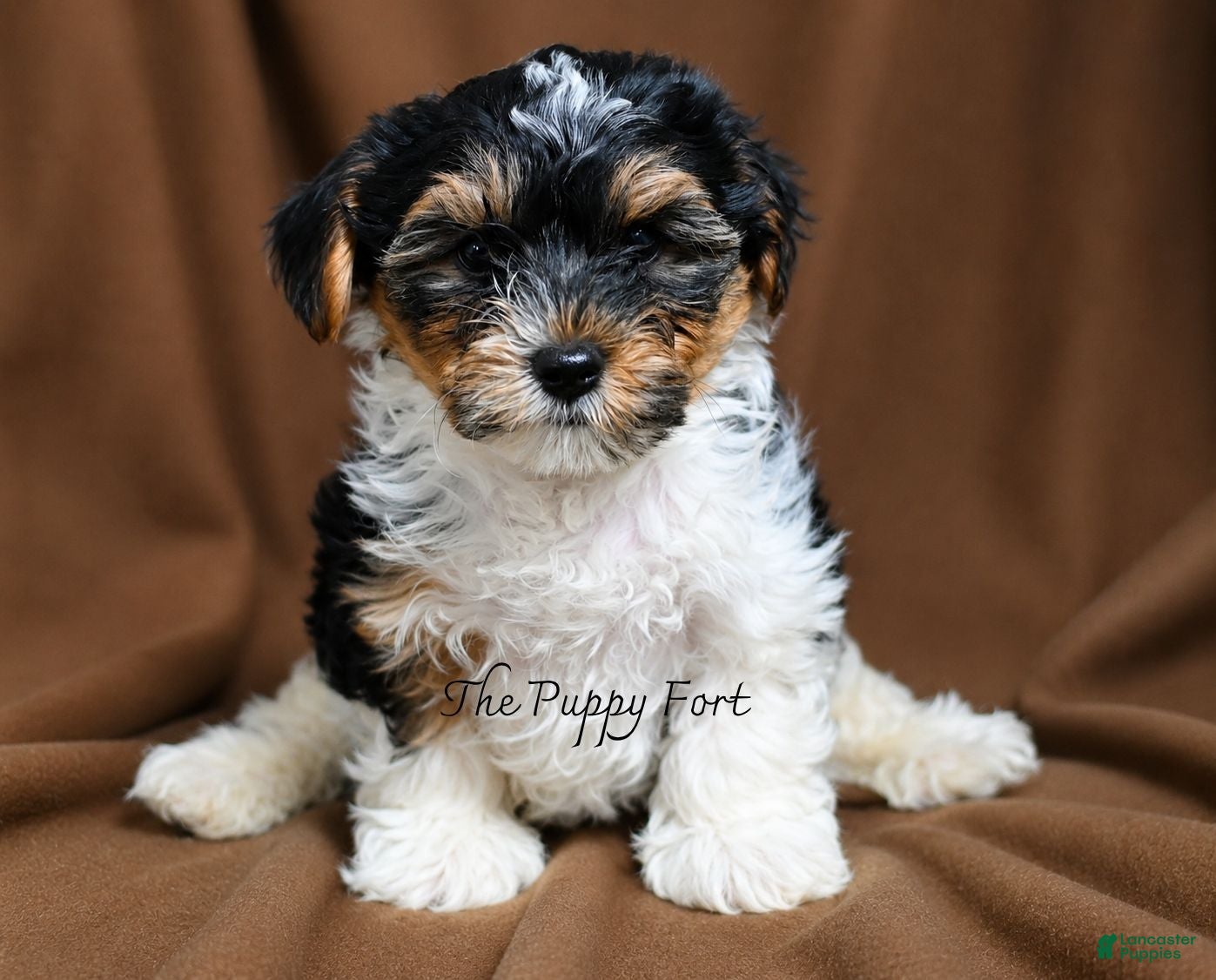Yorkshire Terrier dogs Grogru - Ad 1
