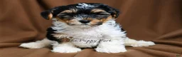 Yorkshire Terrier dogs for sale: Grogru - Ad 1