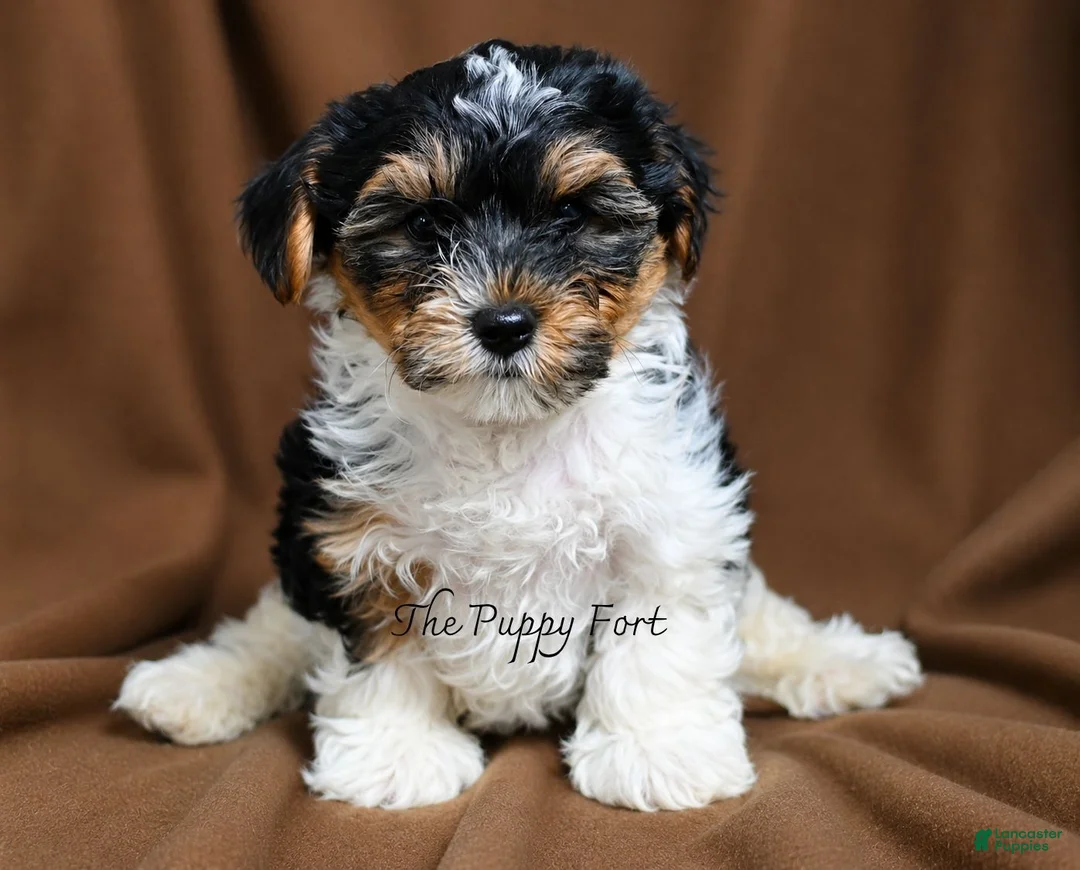 Yorkshire Terrier dogs for sale: Grogru - Ad 1