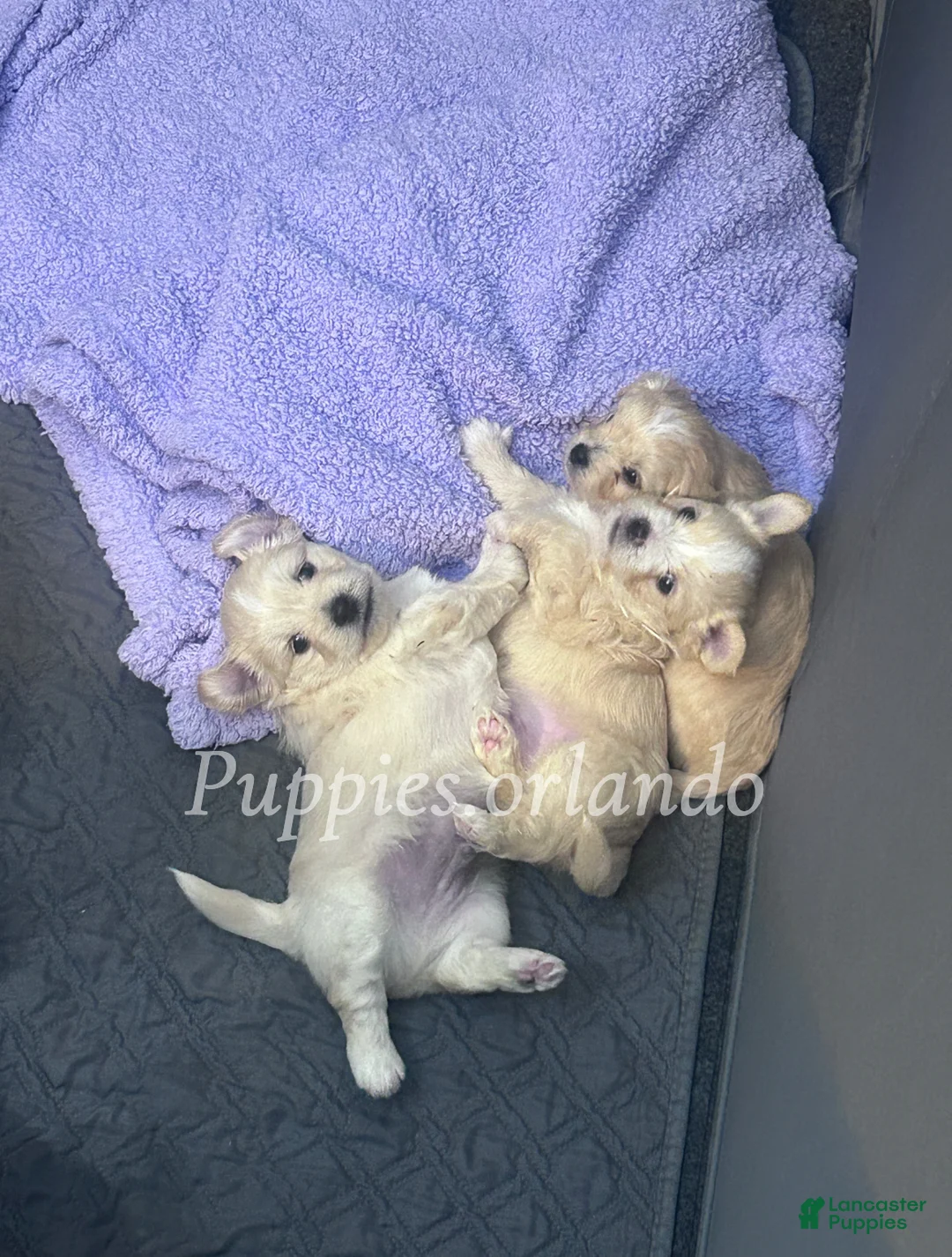 Mixed Breed dogs for sale: Mixed Breed Puppy 1 - Ad 9
