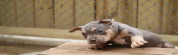 American Bully dogs for sale: Mr. Vegas - Ad 13