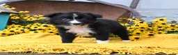 Border Collie dogs for sale: Beans - Ad 4