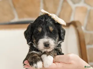 Bernedoodle dogs Aphrodite - Ad 26