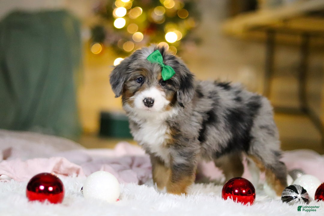 Mini Bernedoodle dogs for sale: Taylor - Ad 6